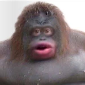 Meet your Posher, Gibran